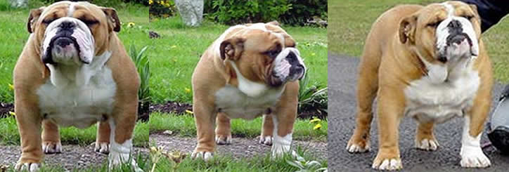 English bulldog Mystyle Golden Icon